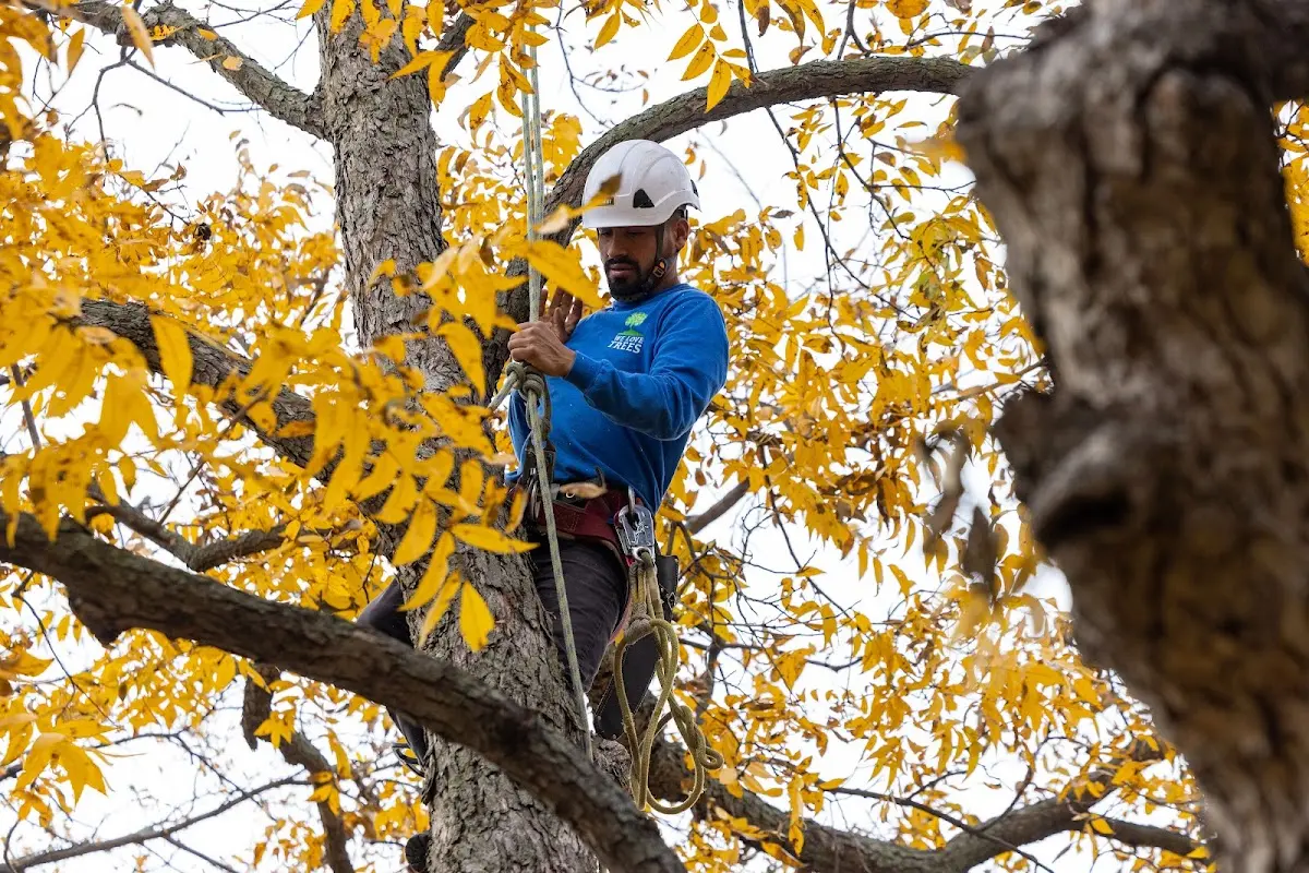Skilled Storm Damage Cleanup crew working in Creola