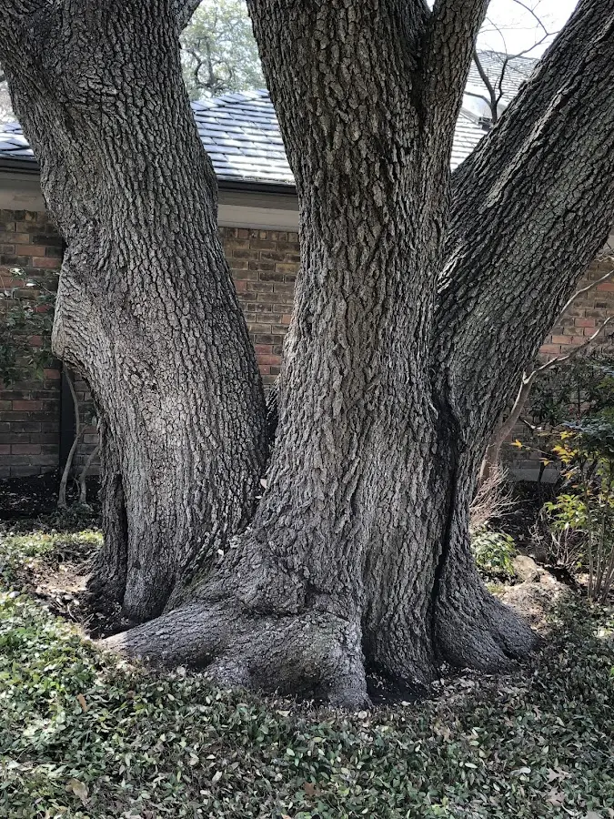 Mature heritage tree close to a Creola property cared for by certified arborists